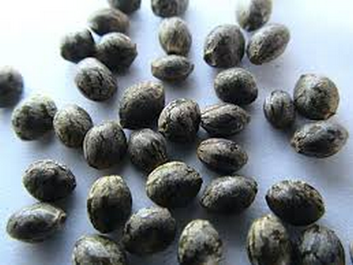 graine-cannabis-3