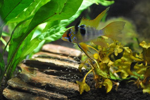 tout savoir sur les distributeur de nourriture pour poissons