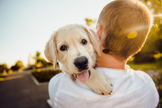 Faire le choix d'une tondeuse pour chien