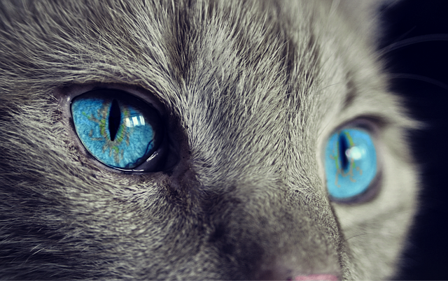 5 mots pour décrire un chat